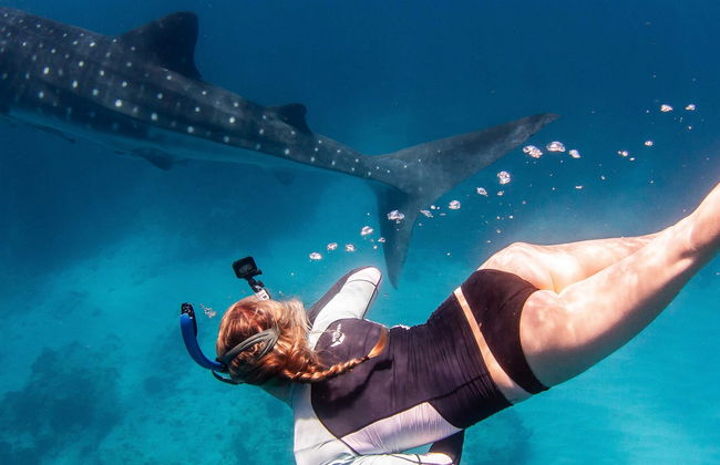 Nado con ballenas jorobadas o tiburones ballena en la Costa de Ningaloo - Foto 9