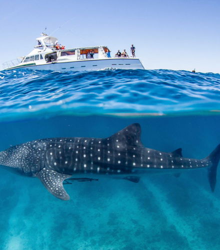 Foto de Nado con ballenas jorobadas o tiburones ballena en la Costa de Ningaloo