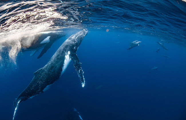 Nado con ballenas jorobadas o tiburones ballena en la Costa de Ningaloo - Foto 8