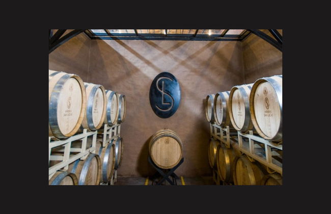 Vineyard Tour + Wine Tasting - Foto 3