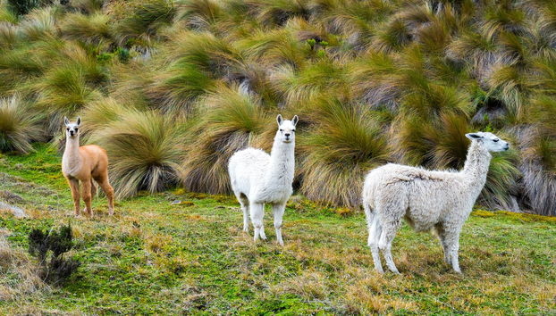 Excursión al Parque Nacional Cajas y al Cacao de la Loma finalizando en Guayaquil - Foto 3
