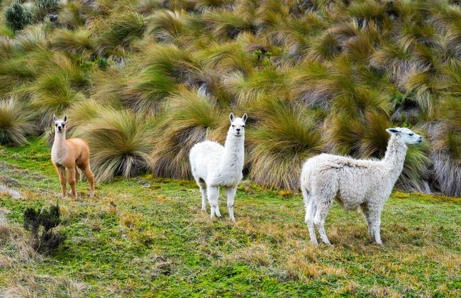Excursión al Parque Nacional Cajas y al Cacao de la Loma finalizando en Guayaquil - Foto 3