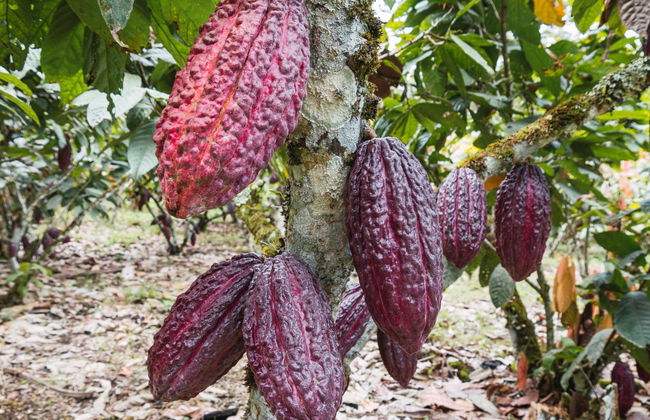 Excursión al Parque Nacional Cajas y al Cacao de la Loma finalizando en Guayaquil - Foto 6