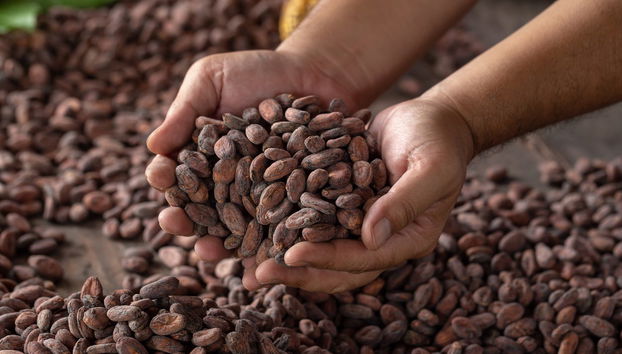 Excursión al Parque Nacional Cajas y al Cacao de la Loma finalizando en Guayaquil - Foto 5