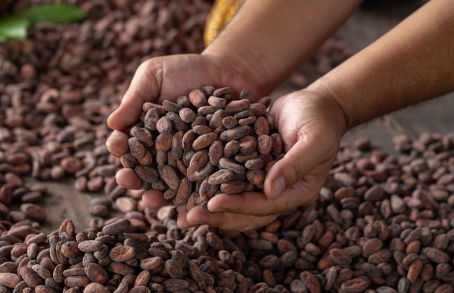 Excursión al Parque Nacional Cajas y al Cacao de la Loma finalizando en Guayaquil - Foto 5