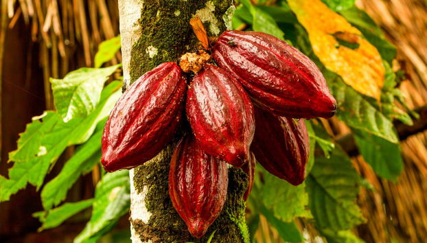 Excursión al Parque Nacional Cajas y al Cacao de la Loma finalizando en Guayaquil - Foto 4