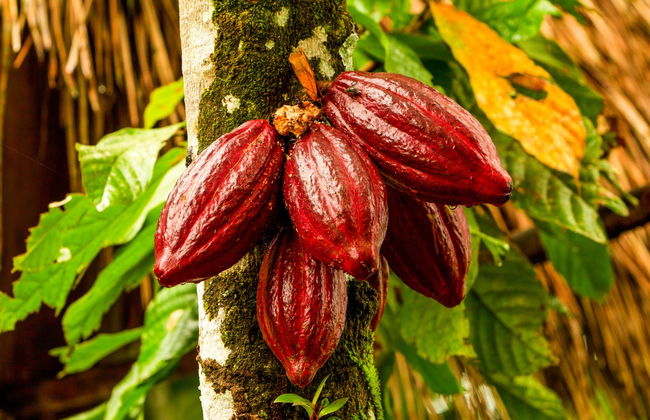 Excursión al Parque Nacional Cajas y al Cacao de la Loma finalizando en Guayaquil - Foto 4