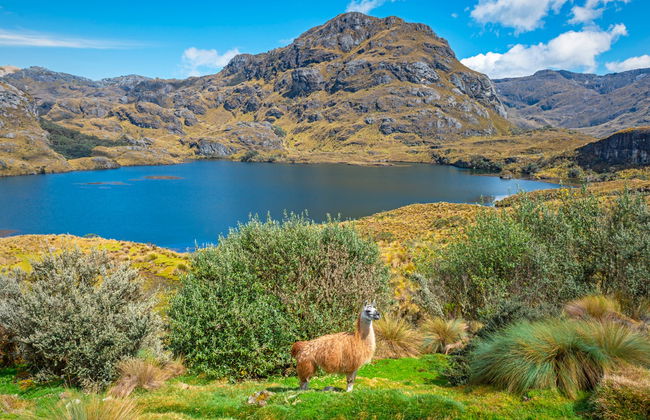 Excursión al Parque Nacional Cajas y al Cacao de la Loma finalizando en Guayaquil - Foto 1