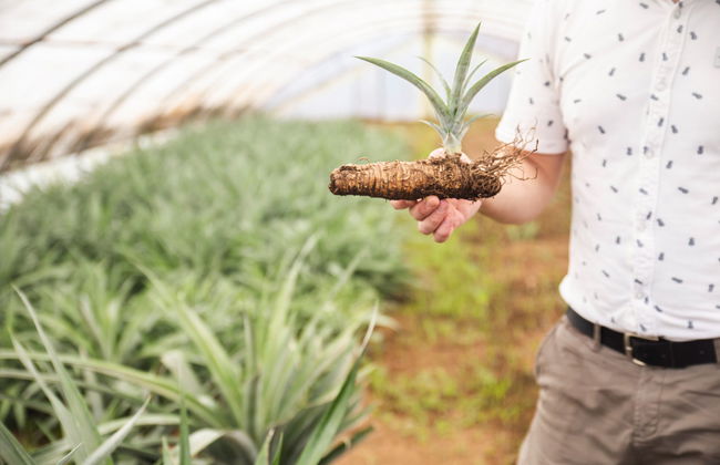 Visita a una plantación de piñas con degustación de vinos - Foto 3