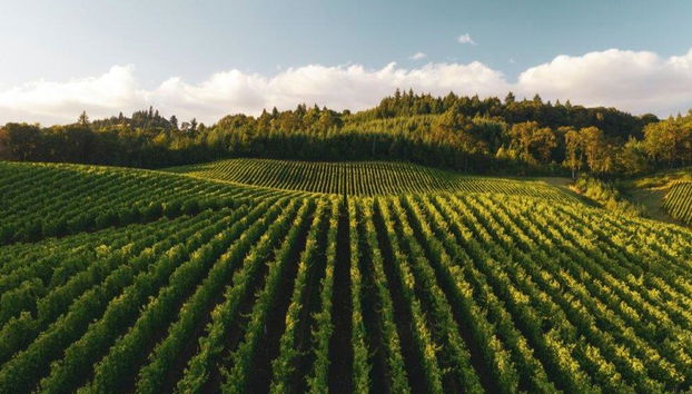 Visita a Haro e degustazione di vini nella Rioja - Tour di un giorno intero - Foto 5