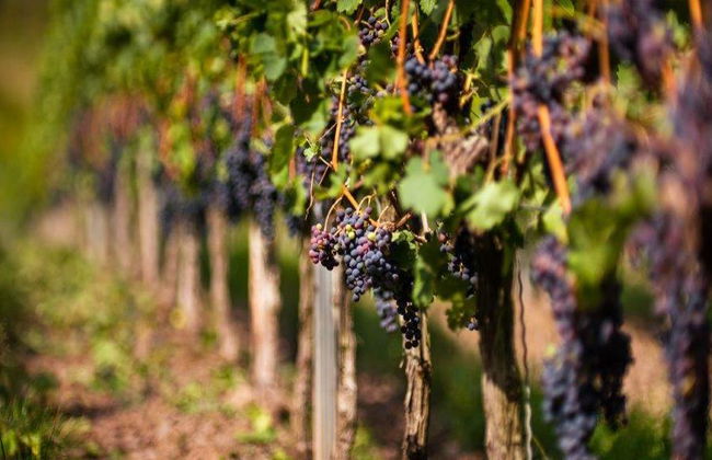 Visita a Haro e degustazione di vini nella Rioja - Tour di un giorno intero - Foto 6