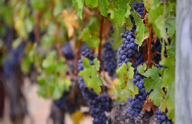 Visita a Haro e degustazione di vini nella Rioja - Tour di un giorno intero - Foto 1