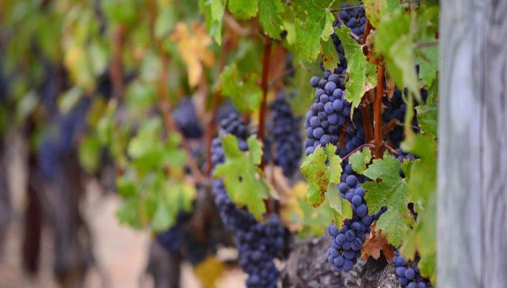 Visita a Haro e degustazione di vini nella Rioja - Tour di un giorno intero - Foto 1