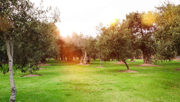 Tour of Lima's Parks + Magic Water Circuit Show - Foto 4