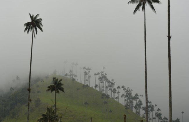 Esplora l'incantevole Valle del Cocora, Salento e Filandia - Tour di un'intera giornata - Foto 4