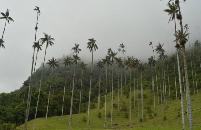 Esplora l'incantevole Valle del Cocora, Salento e Filandia - Tour di un'intera giornata - Foto 1