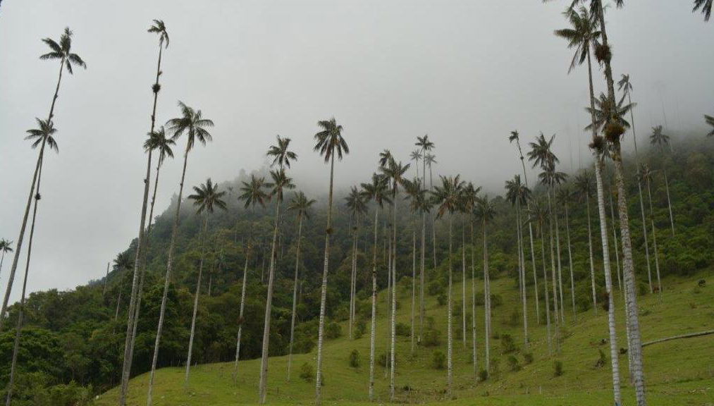 Erkunden Sie das bezaubernde Cocora-Tal, Salento und Filandia - Ganztägige Tour - Foto 1