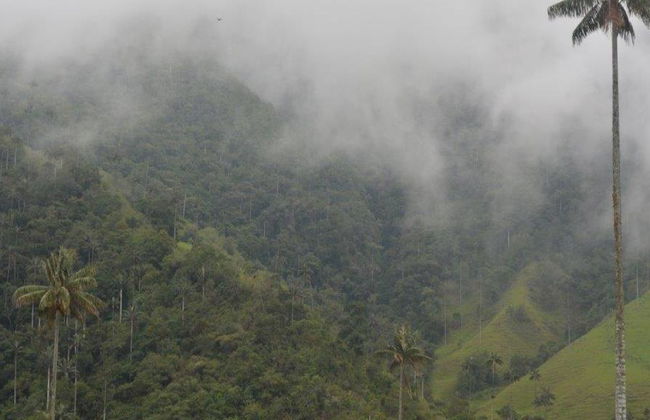 Esplora l'incantevole Valle del Cocora, Salento e Filandia - Tour di un'intera giornata - Foto 6