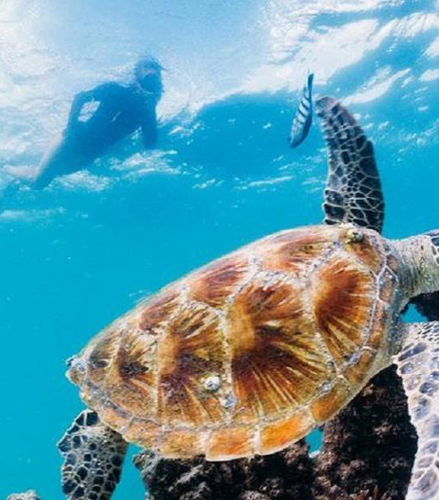 Photo – Tangalooma Island Marine Discovery Day Cruise