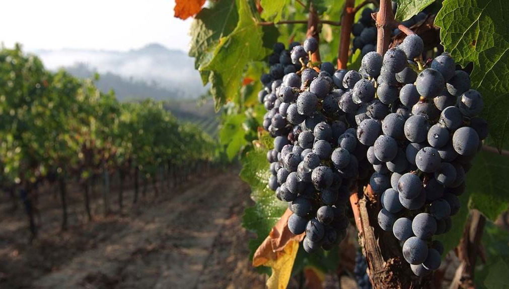 Safari enogastronomico nel Chianti - Foto 1