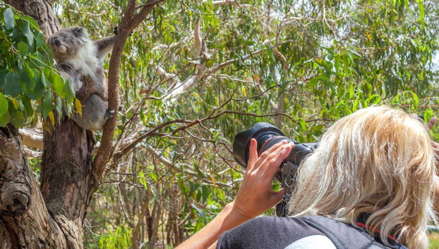 Take photos of koalas