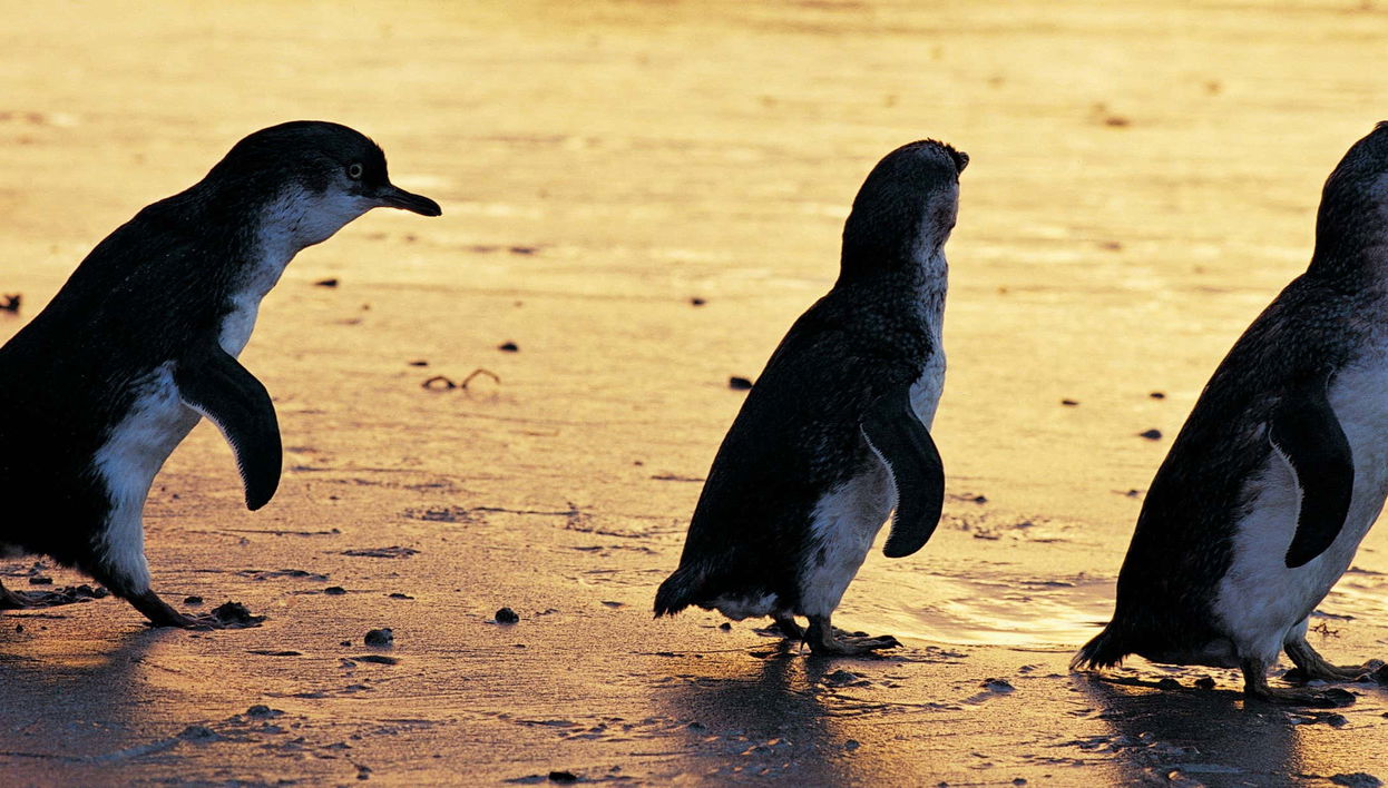 Phillip Island Private Day Trip