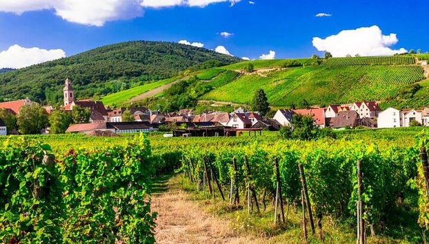 Rota do vinho em Alsácia: Excursão de meio dia com Degustação saindo Estrasburgo - Foto 5