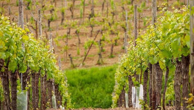 Rota do vinho da Alsácia