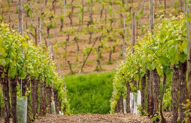 Strada del vino in Alsazia: tour di mezza giornata con degustazione di vini da Strasburgo - Foto 2