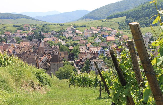 Strada del vino in Alsazia: tour di mezza giornata con degustazione di vini da Strasburgo - Foto 3