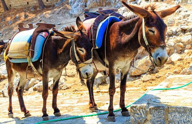 Alanya Donkey Safari et visite du village avec déjeuner et transfert - Photo 8