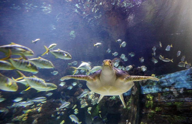 SEA LIFE Timmendorf - Eintrittskarte - Foto 2