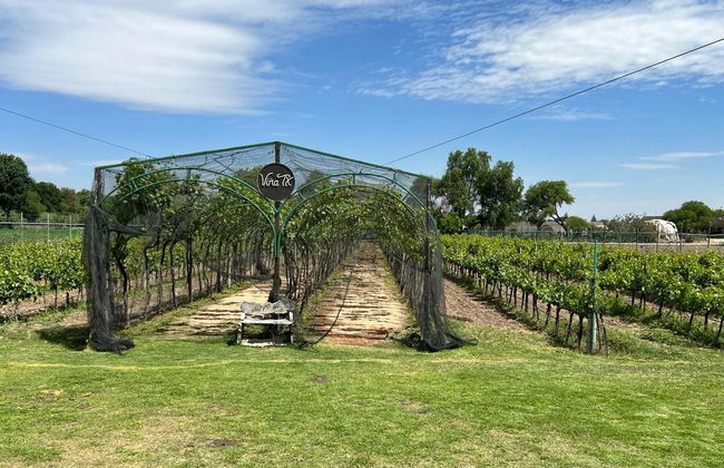 Querétaro Wine & Cheese Tour - Photo 6