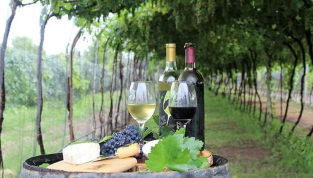 Querétaro Wine & Cheese Tour - Foto 2