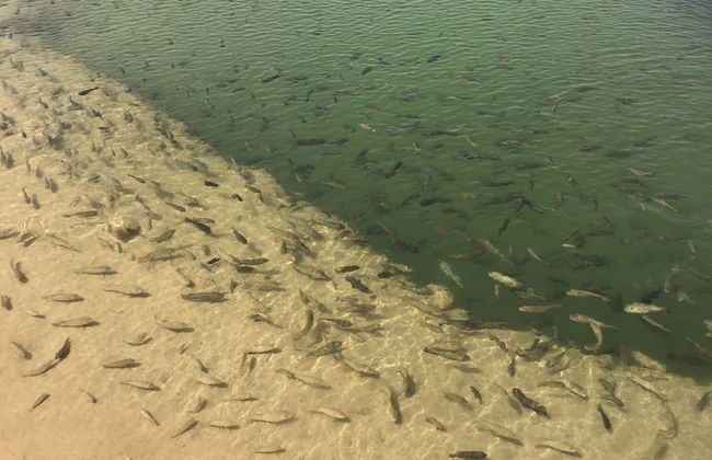 Tour privado en 4x4 por la Duna Blanca de Dajla - Foto 7