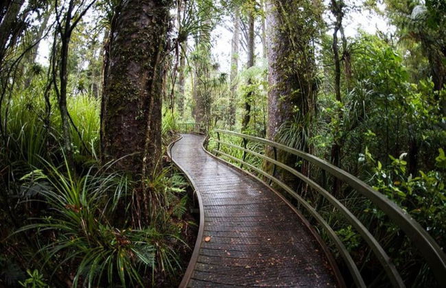 Excursión a las cuevas Kawiti, el bosque de Opua y Hundertwasser - Foto 5