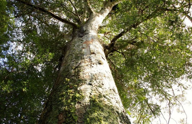 Excursión a las cuevas Kawiti, el bosque de Opua y Hundertwasser - Foto 4