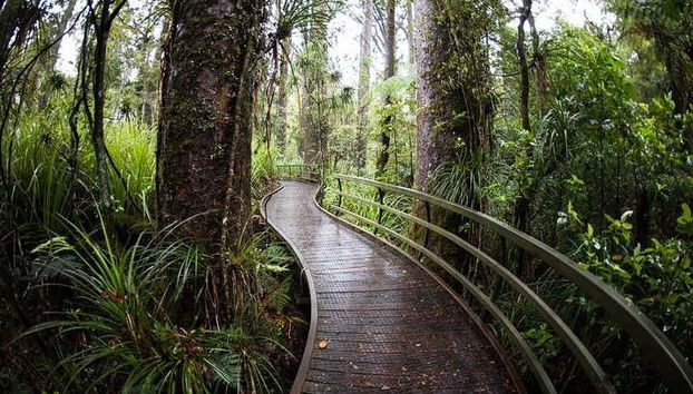 Kawiti Glowworm Caves, Hundertwasser Exhibition Centre & Opua Forest Tour - Photo 5