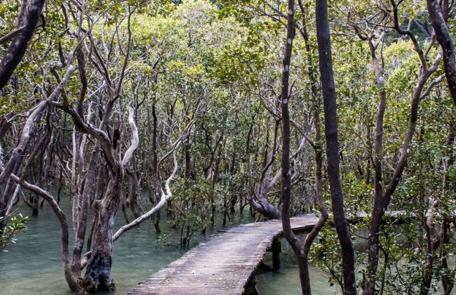 Excursión a las cuevas Kawiti, el bosque de Opua y Hundertwasser - Foto 6
