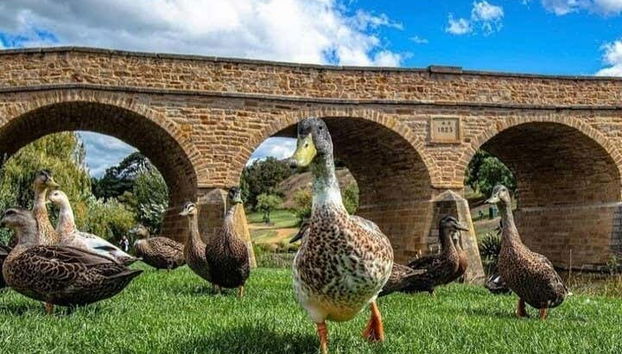 Escursione a Richmond e al Bonorong Wildlife Sanctuary - Foto 4