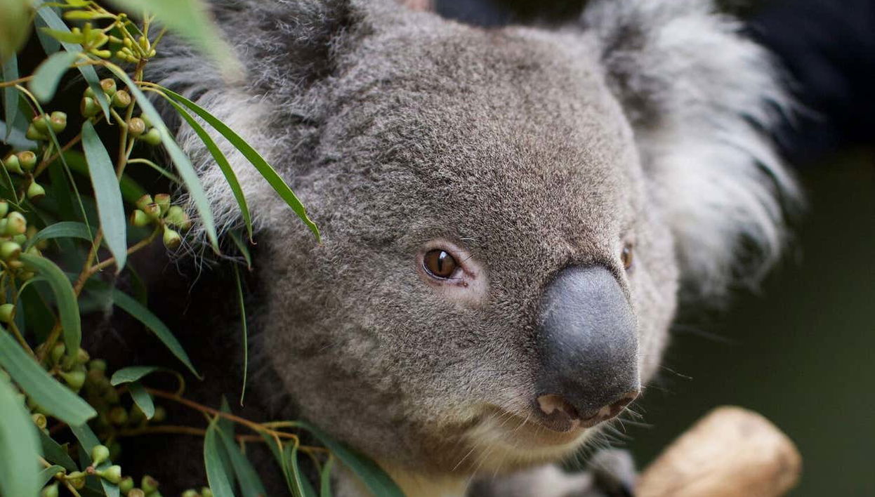 Escursione a Richmond e al Bonorong Wildlife Sanctuary - Foto 1