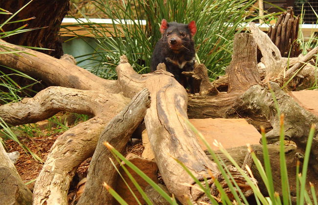 Excursión a Richmond y Bonorong Wildlife Sanctuary - Foto 4