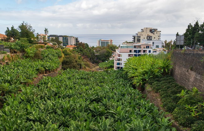 Madeira Farm Tour - Foto 2