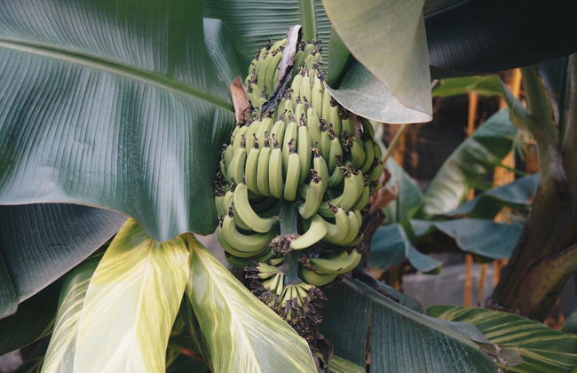 Madeira Farm Tour - Foto 4