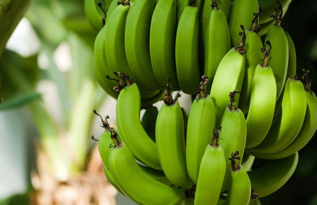 Visita à fazendas agrícolas do Funchal - Foto 1