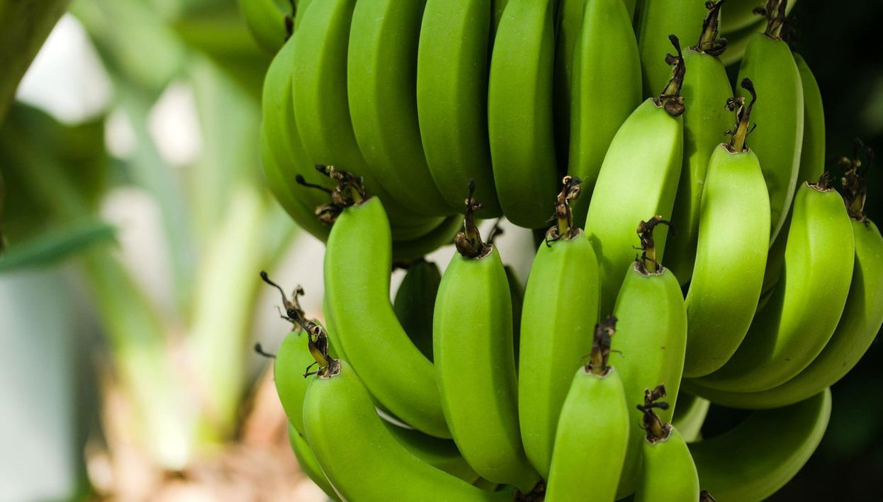 Visita à fazendas agrícolas do Funchal - Foto 1