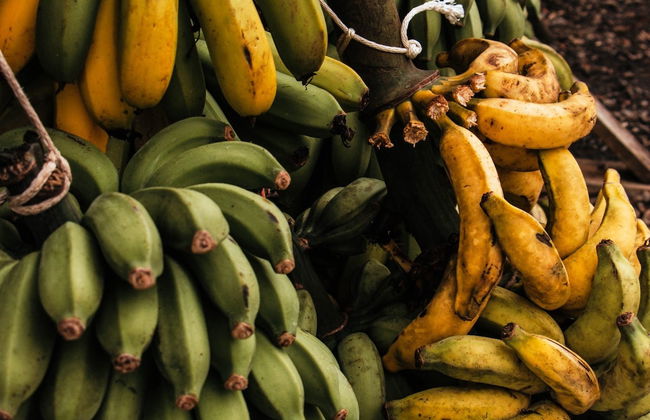 Madeira Farm Tour - Foto 3