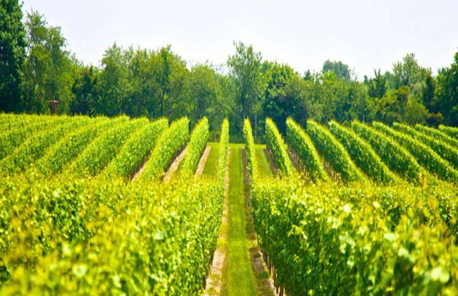 Excursión de un día completo a Mount Tamborine con cata de vinos desde Brisbane - Foto 2