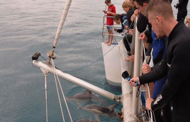 Crociera ad Adelaide per nuotare con i delfini selvatici - Foto 5