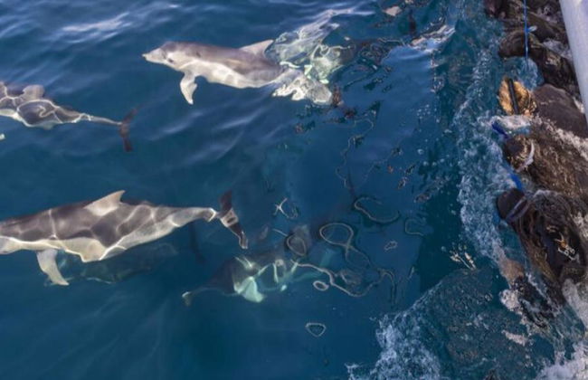 Crociera ad Adelaide per nuotare con i delfini selvatici - Foto 4